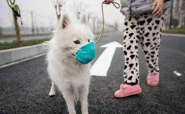 SASR-Cov-2 se răspândește la animalele de companie?